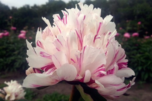 Paeonia "Kirinmaru"