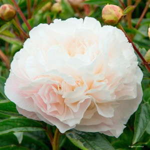 Paeonia lactiflora „Mother's Choice” - piwonia chińska