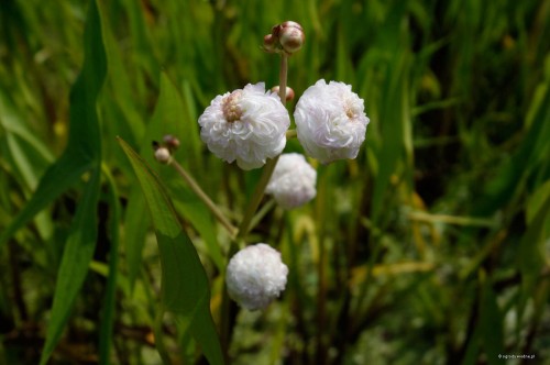 Sagittaria trifoliata „Flore Plena”