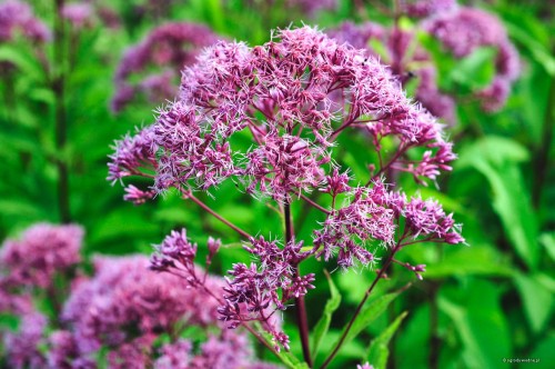 Eupatorium cannabinum