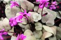 Cyclamen coum „Pinkish Leaf"