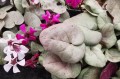 Cyclamen coum „Pinkish Leaf"