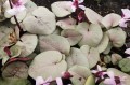 Cyclamen coum „Pinkish Leaf"