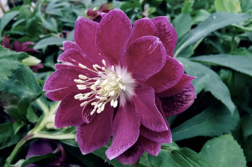 Helleborus orientalis „Double Purple”