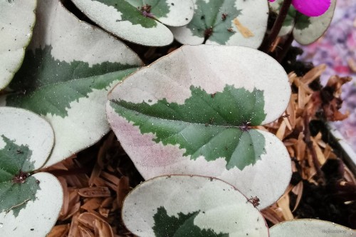 Cyclamen coum „Pinkish Christmas Tree Leaf"