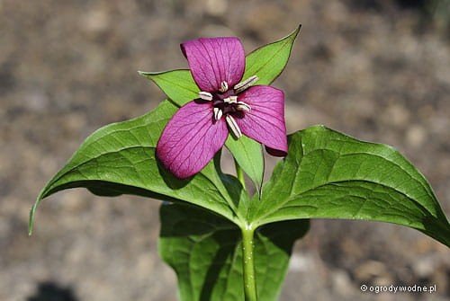 Trillium erectum