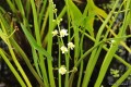 Przekwitająca Sagittaria trifoliata „Flore Plena”