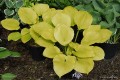 Hosta „Daybreak”