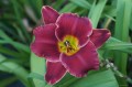 Hemerocallis "Roses In Snow"