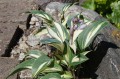Hosta ''High Society''