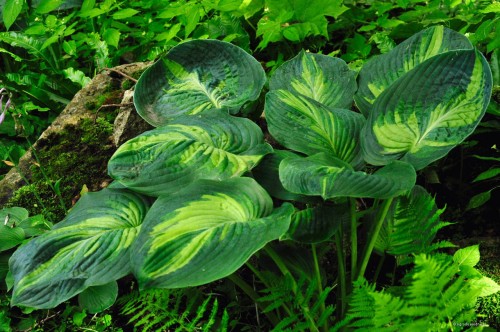 Funkia „Simply Sharon”