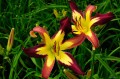 Hemerocallis „Applique”
