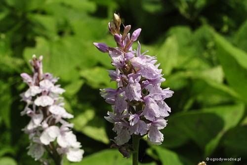 Dactylorhiza maculata