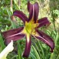 Hemerocallis "Black Arrowhead" fot. KG
