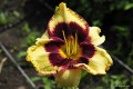 Hemerocallis „Jamaican Me Crazy”