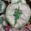 Cyclamen coum „Pinkish Christmas Tree Leaf"