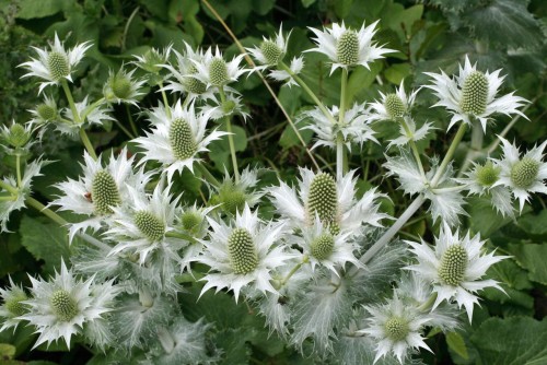 Eryngium giganteum, fot. E.R.