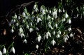Galanthus nivalis - śnieżyczka przebiśnieg