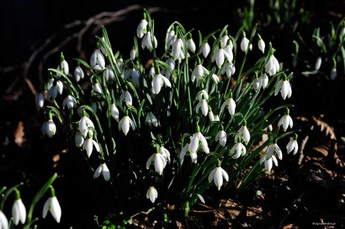 Galanthus nivalis - śnieżyczka przebiśnieg