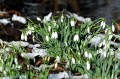 Galanthus nivalis - śnieżyczka przebiśnieg