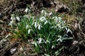 Galanthus nivalis - śnieżyczka przebiśnieg