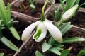 Galanthus plicatus 'Dionysus'