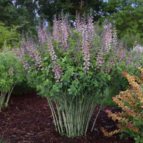 Baptisia "Pink Truffles", fot. dzięki uprzejmości  Walter Gardens Inc.