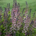 Baptisia "Pink Truffles", fot. dzięki uprzejmości  Walter Gardens Inc.