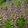 Baptisia "Pink Truffles", fot. dzięki uprzejmości  Walter Gardens Inc.