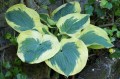 Hosta "Summer in Georgia"