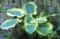Hosta "Summer in Georgia"