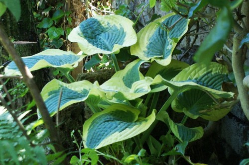 Hosta "Summer in Georgia"