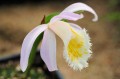 Pleione grandiflora