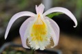Pleione grandiflora