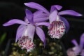Pleione limprichti