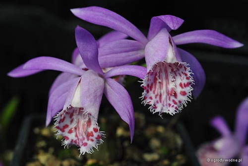 Pleione limprichti