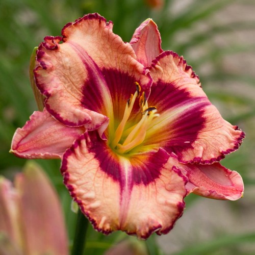 Hemerocallis "Believe in Miracles"