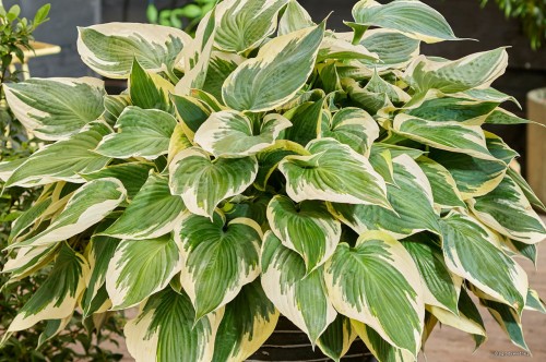 Hosta  "Hi-Class"