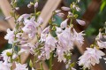 Hosta "Ki Ren Jyaku"