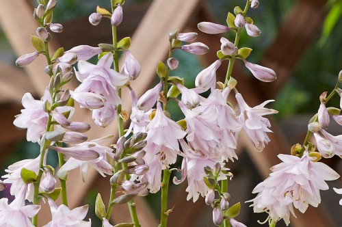 Hosta "Ki Ren Jyaku"