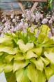 Hosta "Ki Ren Jyaku"