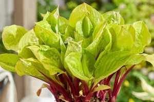 Hosta „Lemon Snap” - funkia