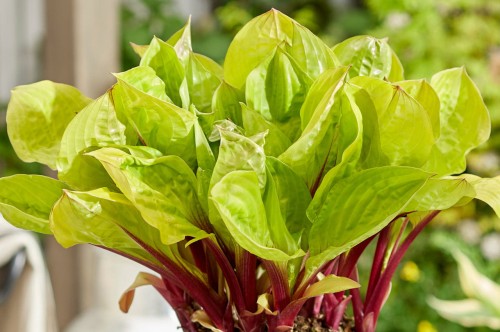 Hosta "Lemon Snap"