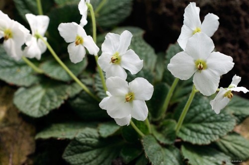 Ramonda nathaliae "Alba", fot. ER