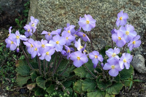 Ramonda nathaliae, fot ER