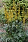 Ligularia przewalskii "Dragon Breath" - języczka Przewalskiego 