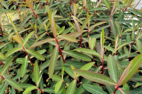 Euphorbia griffithii "Beauty Orange"