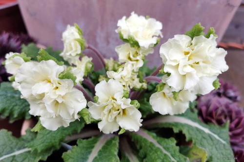 Primula Barnhaven Double "Dentelle"