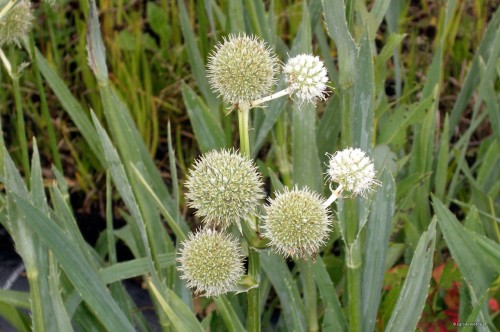 Eryngium yuccifolium