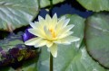 Nymphaea 'Poonsup'